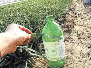 剧毒农药误用，蒜薹种植中的警示与反思