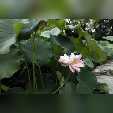 旋乐吧娱乐软件推荐✅-㊙️旋乐吧手机客户端